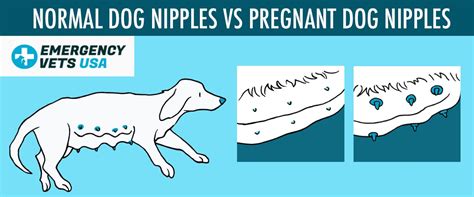 Pregnancy Nipples vs Normal Nipples Pictures